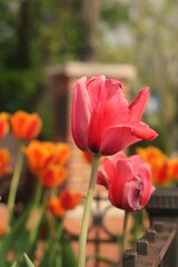 Fototapeta premium red tulips in garden