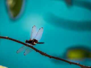 枝にとまるトンボ © かめです