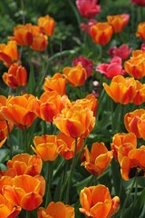 Bright red and orange tulips growing in the spring garden.
