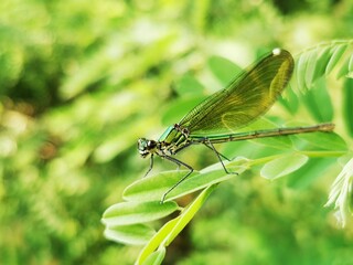 Dragonfly insect. Dragonfly sits on a branch close to river