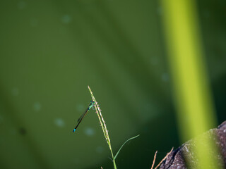 水辺のアオモンイトトンボ