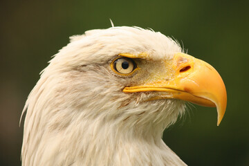 A portrait of a Bald Eagle against a green background
