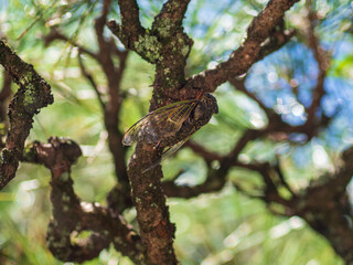 セミが鳴く木