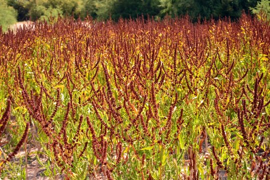 Rumex crispus, especie de planta herb&aacute;cea del g&eacute;nero Rumex de la familia Polygonaceae, en verano