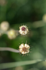 Japanese pincushion flower