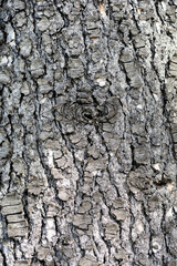 Blue atlas cedar