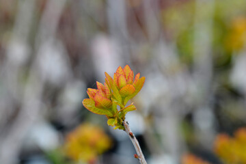 Smoke tree Golden Spirit
