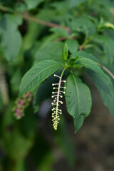 American pokeweed