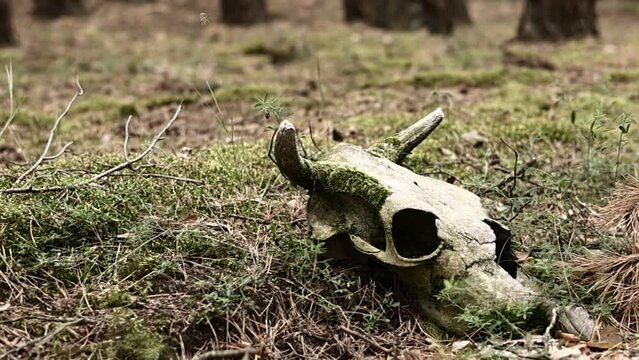 Skull of a bull or cow animal on grass outdoors on nature. Scull with moss. strange and mystical background. cow skull in the forest. forest pollution