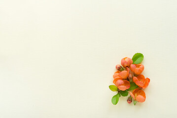 Beautiful flower arrangement. Bright orange flowers, free space for text on a light pastel background. Wedding, birthday. Valentine's day, mother's day. Top view, copy space