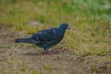 Rock Dove (Columba livia) perched on dry grass