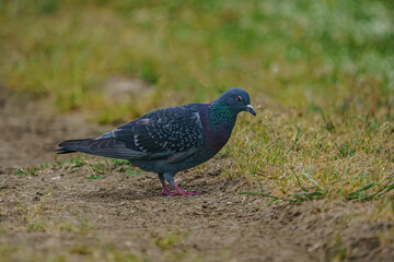 Rock Dove (Columba livia) perched on dry grass