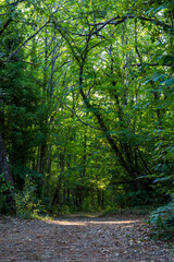 Fototapeta na wymiar Chemin forestier dans la forêt communal d'Olargues dans le Parc naturel régional du Haut-Languedoc