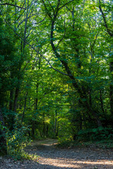 Fototapeta na wymiar Chemin forestier dans la forêt communal d'Olargues dans le Parc naturel régional du Haut-Languedoc