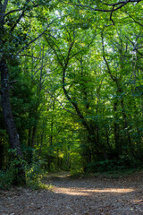 Chemin forestier dans la forêt communal d'Olargues dans le Parc naturel régional du Haut-Languedoc