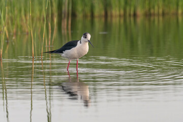 The black-winged stilt (Himantopus himantopus) bird on salt lake