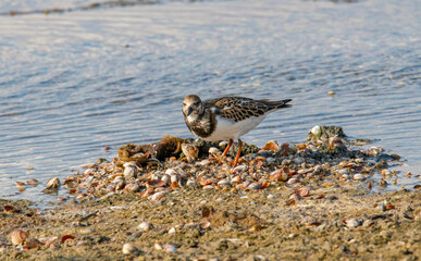 Foraging Ruddy turnstone wading bird Arenaria interpres along the shoreline