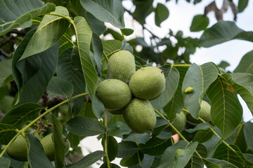 Walnut tree close up with green fruits