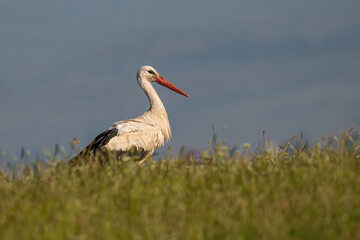 Close up of White stork in spring season (ciconia ciconia)