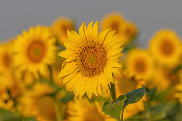 Detail Close-up view of a young sunflowers  over cloudy sky