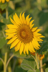 Detail Close-up view of a young sunflowers  over cloudy sky