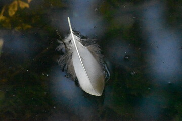 White feather floating on lake in Epping Forest, UK