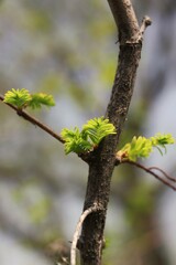 spring tree branch