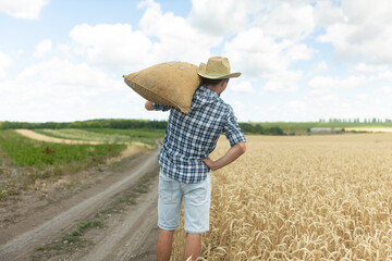 Rear view of a farmer man carries a mesh bag of grain on his shoulder while walking along the wheat field.