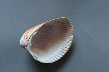 shell isolated on gray synthetic material (interior surface)