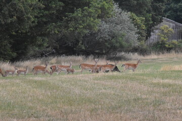 Fallow Deer Herds in Epping Forest, UK.