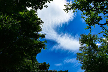 Fototapeta premium 夏の透き通るような真っ青な空と雲
