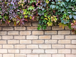 Fototapeta na wymiar background. Textured light brick wall with climbing plants with green leaves. For design 