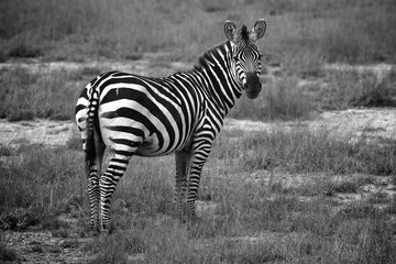 Fototapeta na wymiar zebra in the savanna