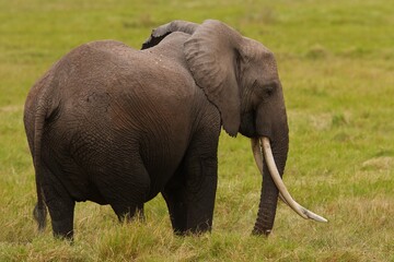Fototapeta na wymiar African Elephant, Loxodonta africana