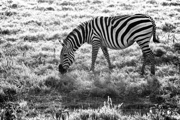 Obraz na płótnie Canvas zebra in the savanna