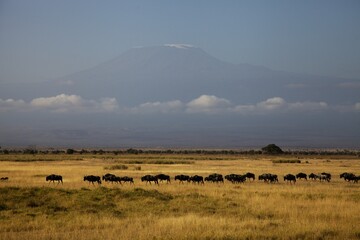 Panarama of  Mt Kilimanjaro