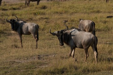 Naklejka na ściany i meble blue wildebeest in serengeti national park serengeti
