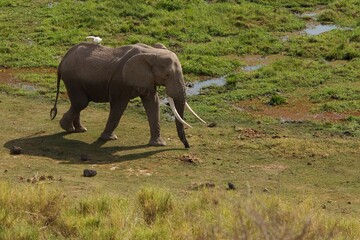 Big African elephant walking in the grass