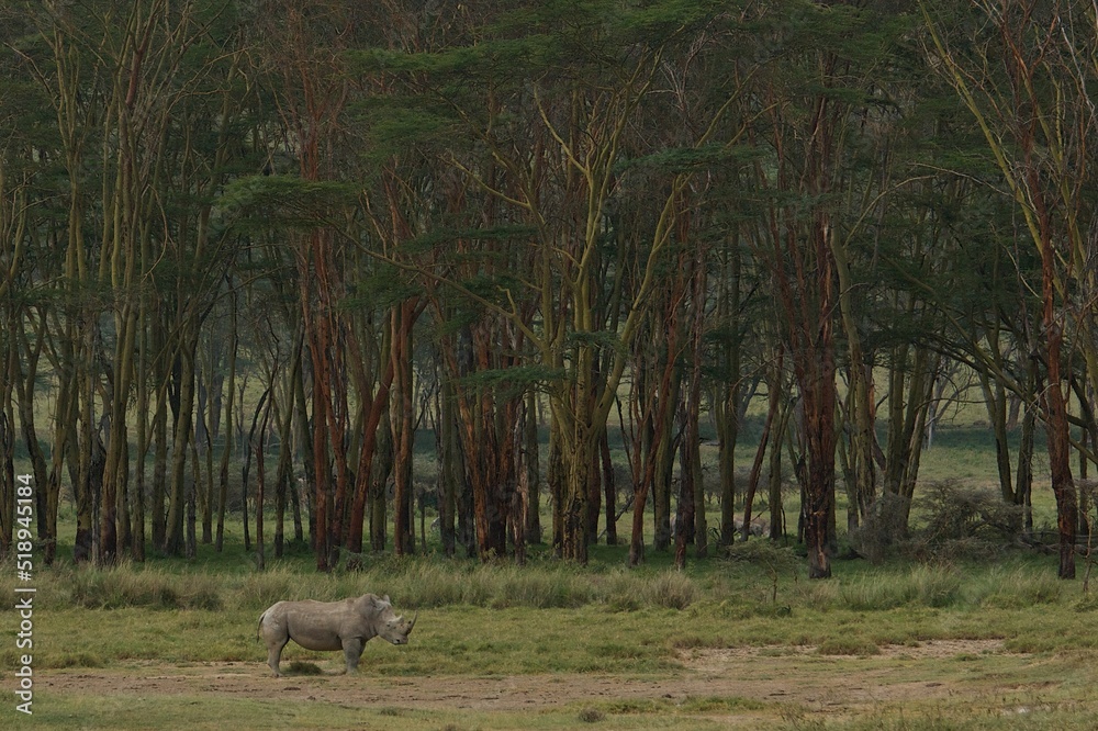 Wall mural Rhino pasturing grass in Kenya