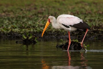 Yellow-billed stork in the water