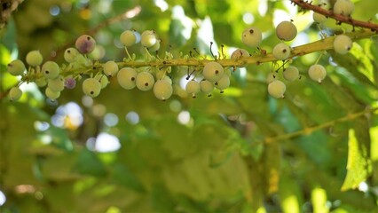 Closeup of semi ripe fruits of Mahonia bealei also known as Beales barberry, leatherleaf mahonia or...