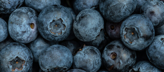 fresh organic blueberries background, Long banner format. top view