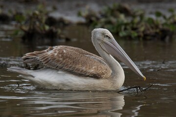 pelican on the water