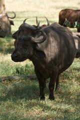 Naklejka na ściany i meble cape buffalo in the wild