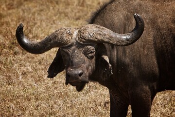 cape buffalo in the wild