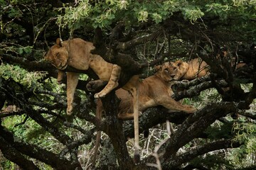young lions sitting on tree