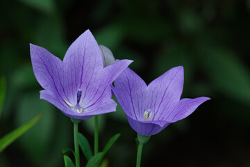 紫色が鮮やかな桔梗の花