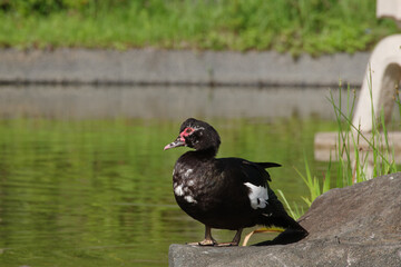 ノバリケンがたたずむ