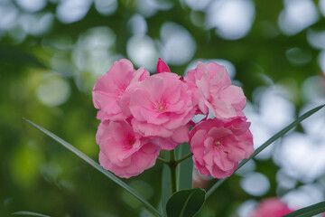 ピンク色のキョウチクトウが乃木坂に咲く