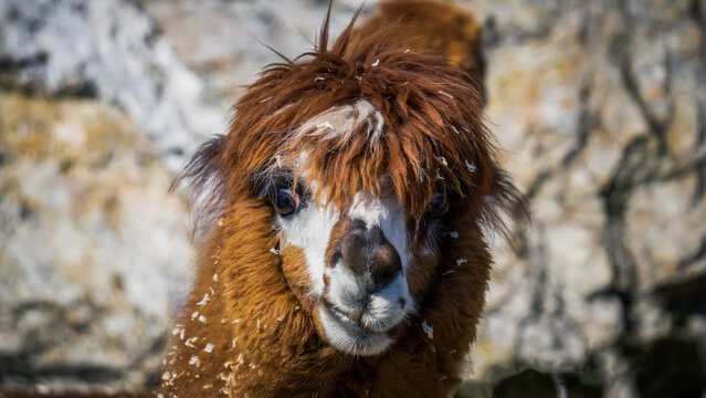 Alpaca Portrait